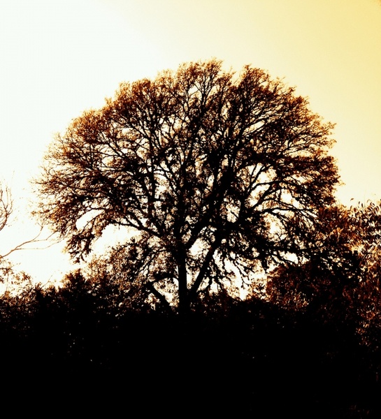 single tree silhouette