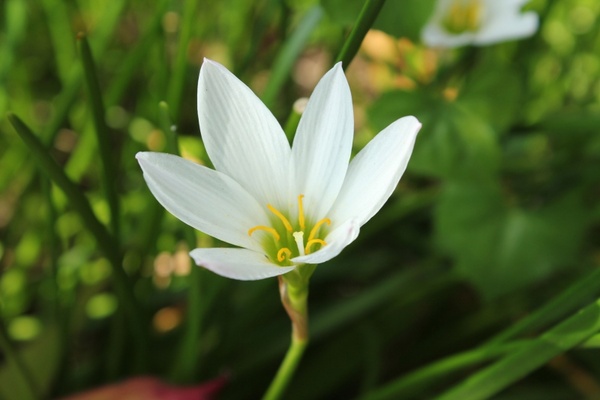 single white flower
