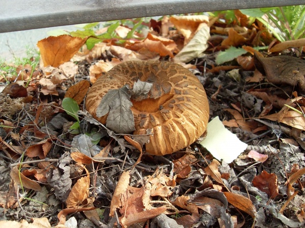 sitting mushroom 2