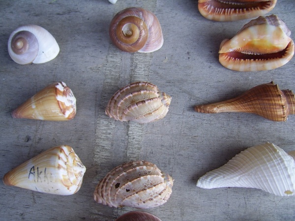 six sea shells