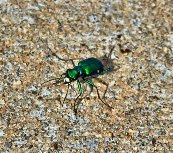 six spotted tiger beetle green bug green insect
