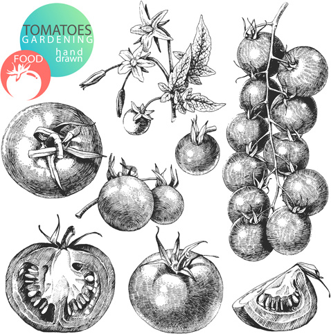sketch tomato design vector