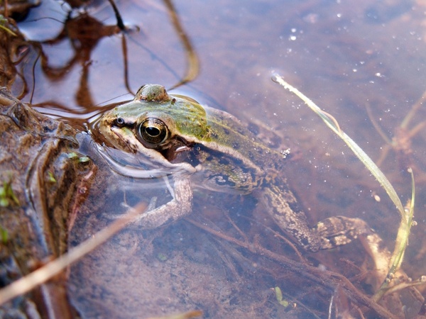 ski green frog water