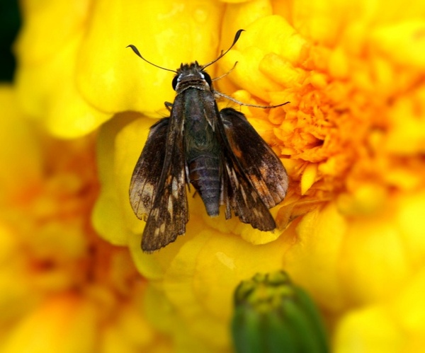 skipper butterfly insect hesperiidae