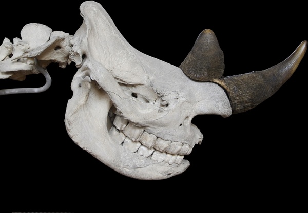 skull black rhino skeleton