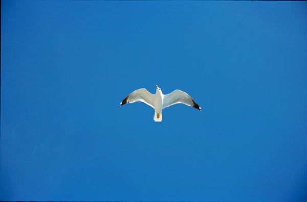 sky seagull blue