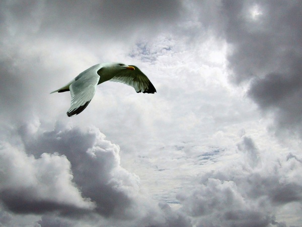 skyscape with seagull