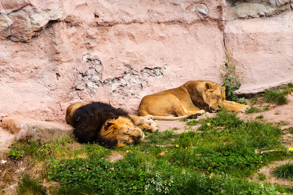 sleepy lions