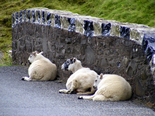sleepy sheep