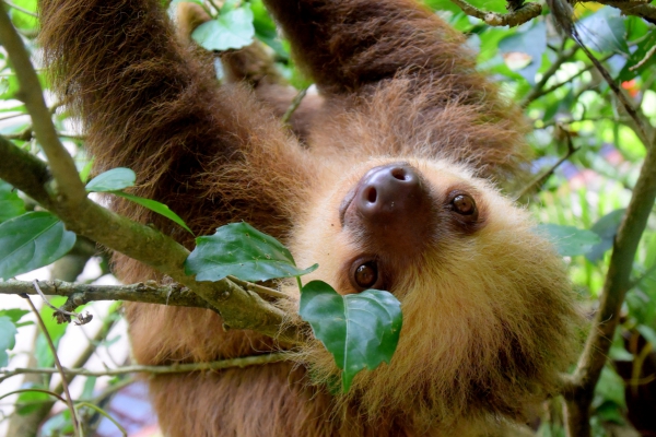 cute sloth swinging on tree