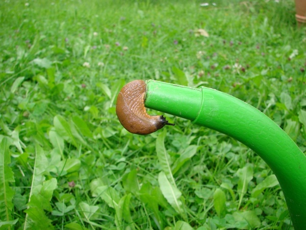slug snail hose 