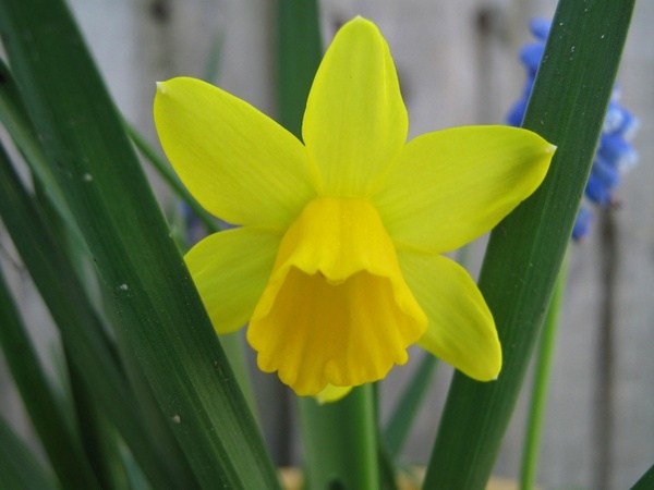 small daffodil