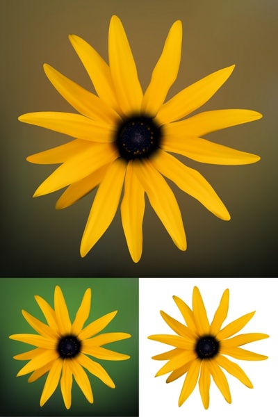daisy petals background modern colored realistic closeup design