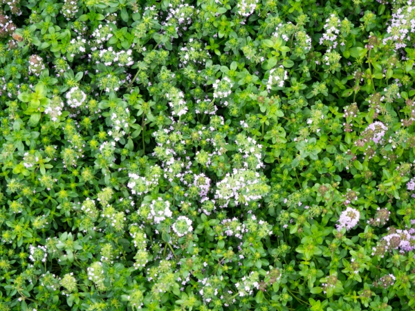 small flowers in garden