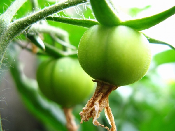 small green tomatos on vine
