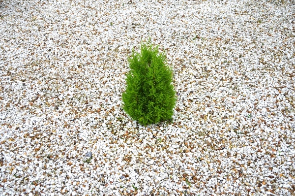 small green tree