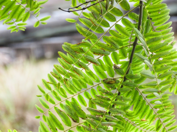 small leaves 