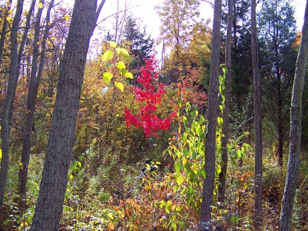 small red maple tree in woods