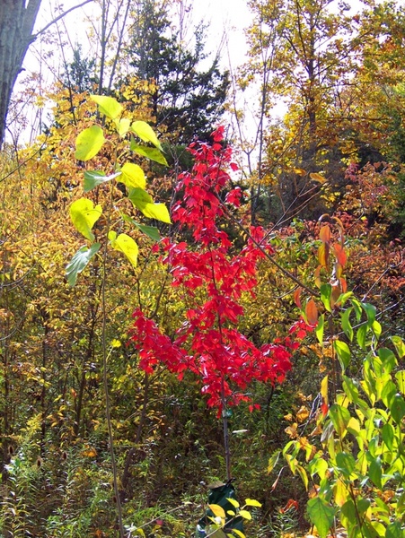 small red maple tree in woods
