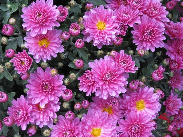 smooth-leaf aster aster flower