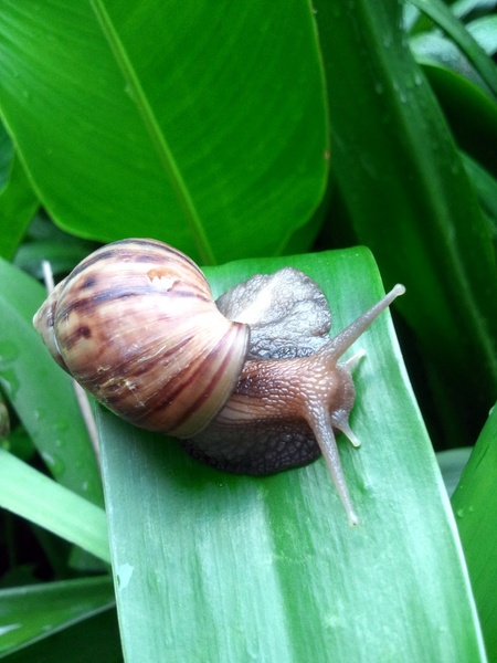 snail after rain