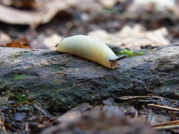 snail albino white