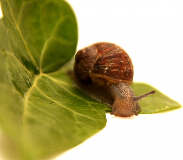 snail animal leaf