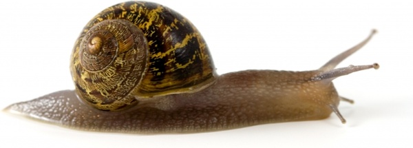 snail animal slug