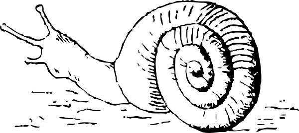 Snail clip art