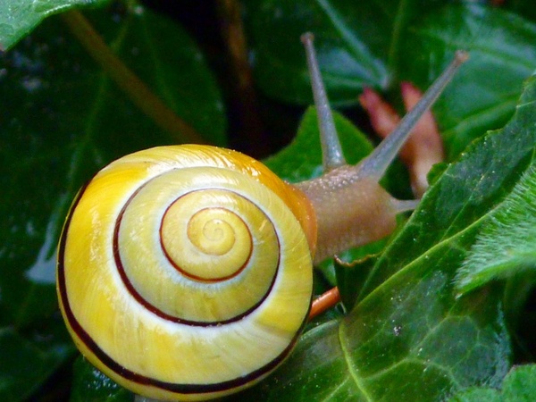 snail copse snail shell