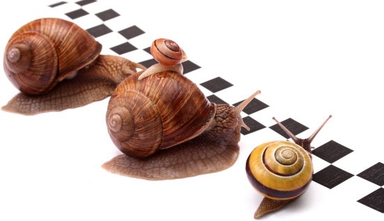 snail game hd picture