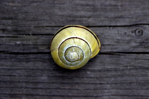 snail garden shell