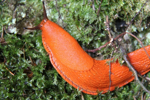 snail large orange