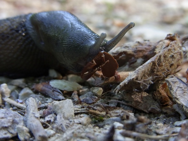 snail mollusk invertebrates