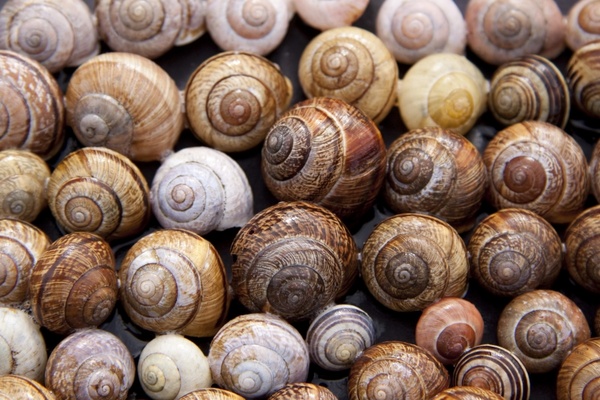 snail shells arianta arbustorum schalenweichtiere