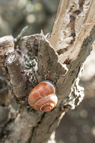 snail snails nature