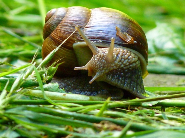 snail weinberschnecke shell