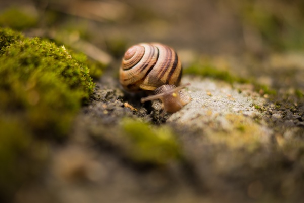 snail with house on the back 