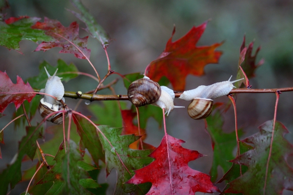 wild snails crawling on natural branch