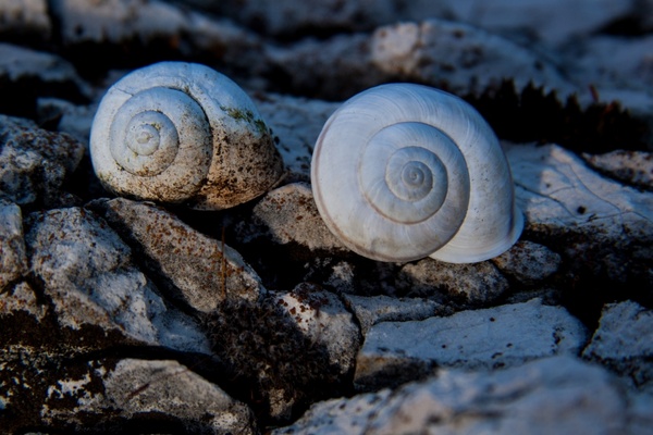 snails snail shells rock