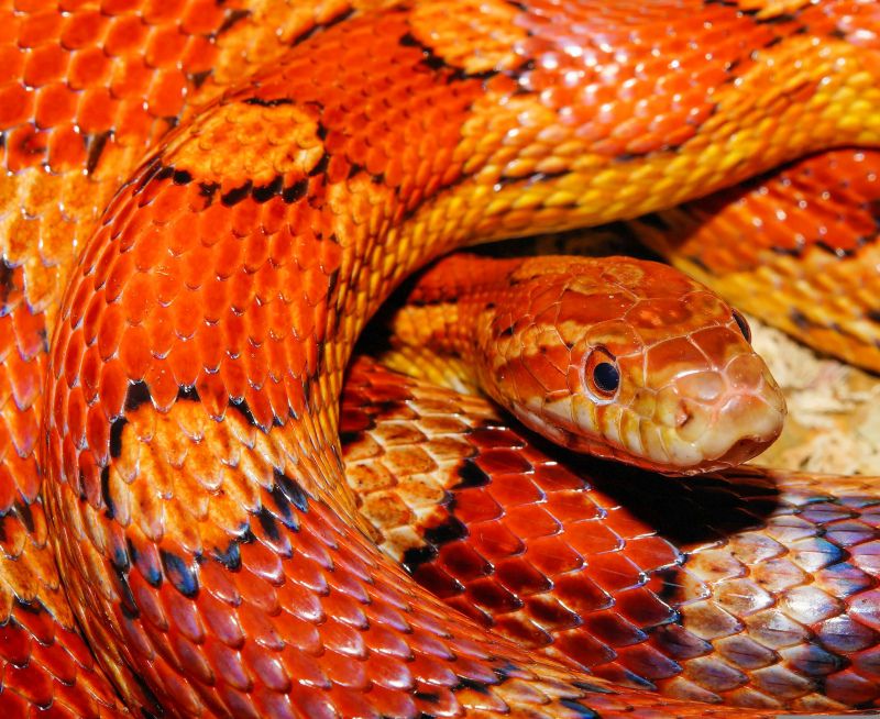 snake backdrop picture realistic closeup 