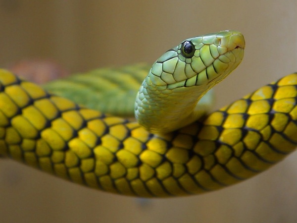 snake green toxic