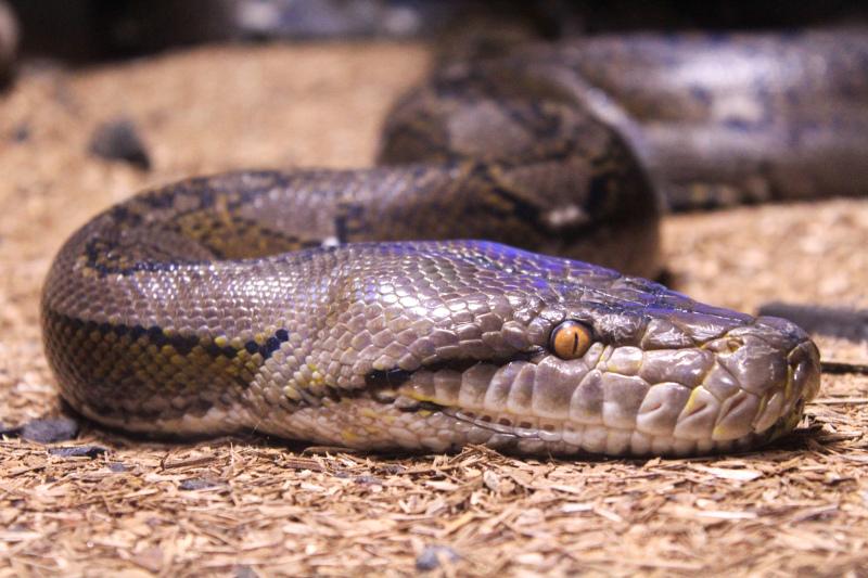 snake picture realistic closeup 