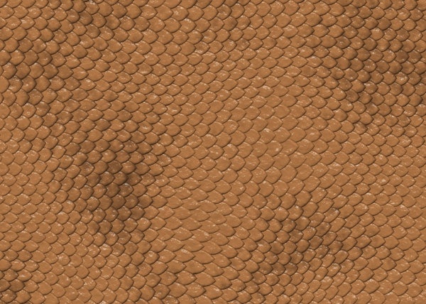 snake skin texture 02 hd pictures