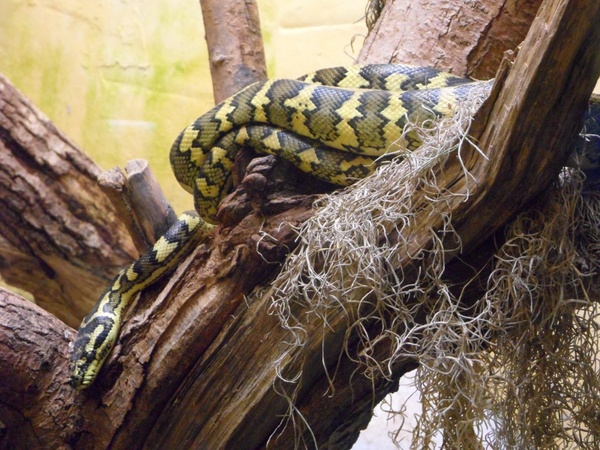 snake terrarium reptile