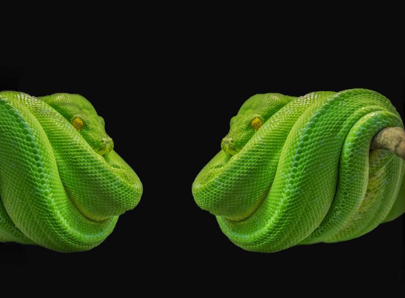 snakes picture backdrop closeup contrast elegance 