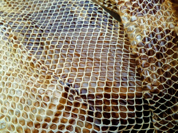 snakeskin reptile dried