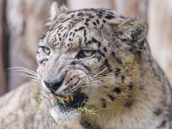 snarling snow leopard