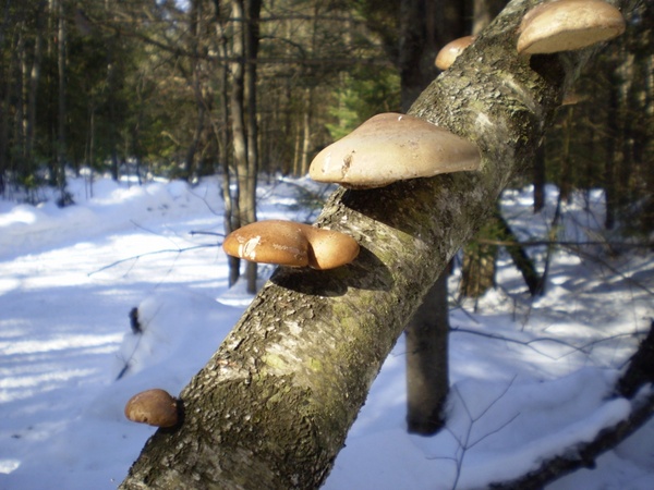 snow branch mushroom 