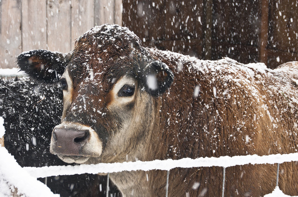 Snow cow Free stock photos in jpg format for free download 5.98MB